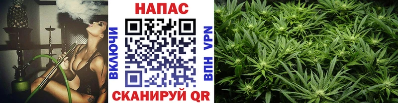 где купить наркоту  Тайга  Конопля сатива 